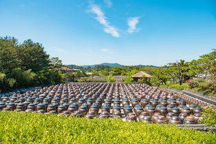 孙颖莎4-2王艺迪夺冠，国乒新星闪耀赛场