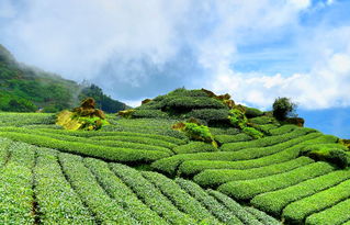 七月川西之旅，雨季探险的挑战与风景交织